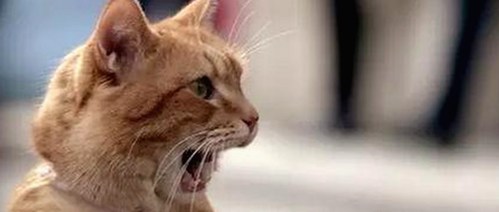 娱乐圈大揭秘：金星、空姐辣评与狗狗寻回暖心故事